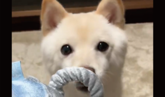 賢い豆柴！目の前に鼻先サイズの小さなわっかを差し出されたら・・どうする？