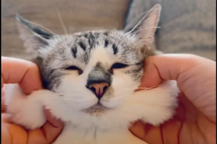 ネコのほっぺがもっちもち！むにむにされる様子が話題に「モッチモチ！ 気持ちよさそう」「こんなにつまめるの？」