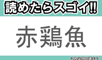 【読めたらスゴイ!】「赤鶏魚」とは一体何のこと!?漢字の通り体の赤いある魚のことですが・・この漢字を読めますか?