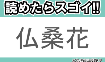 【読めたらスゴイ!】「仏桑花」とは一体何のこと!?南国のイメージの強いある植物の事ですが・・、この漢字を読めますか?