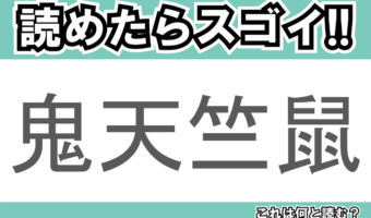 【読めたらスゴイ!】「鬼天竺鼠」とは一体何のこと!?動物園でも人気の生き物ですが・・、この漢字を読めますか?