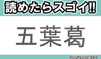 【読めたらスゴイ!】「五葉葛」とは一体何のこと!?野草として見られるある植物のことですが・・この漢字を読めますか?