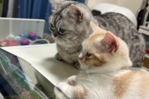 目が釘付け！仲良く動画を見ているミヌエットとマンチカンがかわいすぎると話題に