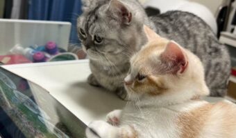 目が釘付け！仲良く動画を見ているミヌエットとマンチカンがかわいすぎると話題に