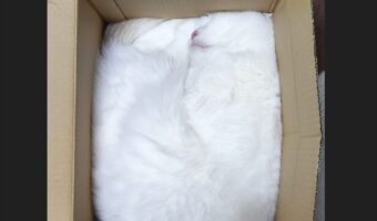 ネコがダンボールにぴったりフィット!?「やはり猫は液体 」「そのままうちに送ってください」