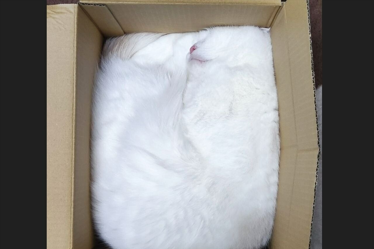 ネコがダンボールにぴったりフィット!?「やはり猫は液体 」「そのままうちに送ってください」