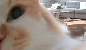 おやつが出てこない！ネコがペットカメラを叩いている様子に「欲望に素直にゃ」「オラオラ感」