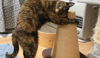「ちょっと高さが微妙なんだよなー」とか考えてるのかな?爪とぎを抱きしめてスリスリしているネコが話題に!
