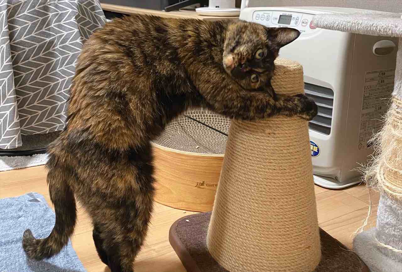「ちょっと高さが微妙なんだよなー」とか考えてるのかな?爪とぎを抱きしめてスリスリしているネコが話題に!