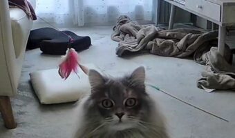 お留守番しているネコがカメラの存在に気が付いた！！「めっちゃガン見！これは気付いてますわ」