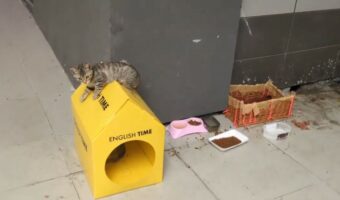 駅ナカの一軒家で暮らすネコの兄弟はリッチ?絶えない人間たちからの貢ぎ物で暮らす様子が話題に!