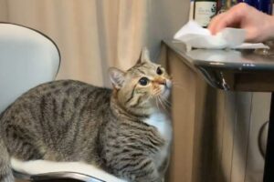 テーブル拭きしているところにやって来たネコ。よほど楽しかったようで『ある習慣』までできちゃった！！