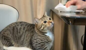 テーブル拭きしているところにやって来たネコ。よほど楽しかったようで『ある習慣』までできちゃった!!