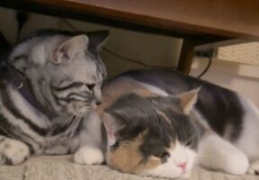 雷が怖かったのかな？くっついて離れずに寝ようとするネコたちの姿に反響「かわいいけど怖かったんだね」