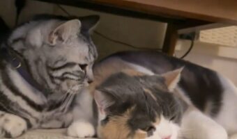 雷が怖かったのかな？くっついて離れずに寝ようとするネコたちの姿に反響「かわいいけど怖かったんだね」