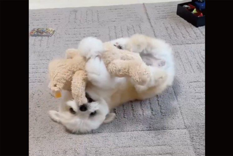 ポメシーズが元気に遊んでいたら・・電池が切れたようにパタッと寝ちゃいました！！「思いっきり遊びきった感」「急に寝るのがホント不思議ですよね～」