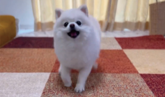 空中キャッチできた！とばかりにキメ顔までしているポメラニアン・・だけど失敗しているよ？？