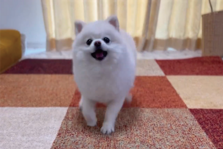 空中キャッチできた！とばかりにキメ顔までしているポメラニアン・・だけど失敗しているよ？？