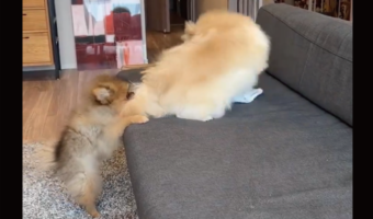 「なんだその登り方は」ポメラニアンによるまさかのソファへの移動方法が話題に