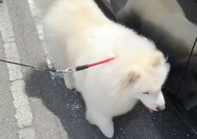 シャンプーしてもらったサモエドが！眩しいほどピカピカでふわふわなその姿が話題に「尻尾までもっふもふですね」