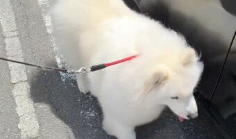 シャンプーしてもらったサモエドが!眩しいほどピカピカでふわふわなその姿が話題に「尻尾までもっふもふですね」