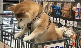 オモチャを買ってもらえるかもと思っている?オモチャを見つめる柴犬の姿が話題に!「もはやうすら笑いしちゃってます」