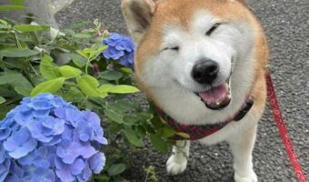 きれいな紫陽花の隣でニッコリ。笑顔の柴犬が話題に「にこーって笑顔がかわいい」