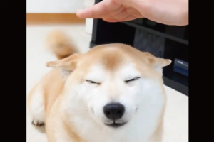 触られている気分になっている？エアなでなでにご満悦な柴犬に「しっぽが連動してる」「気配を感じてるのかな」