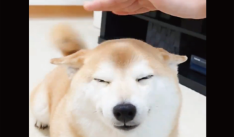 触られている気分になっている？エアなでなでにご満悦な柴犬に「しっぽが連動してる」「気配を感じてるのかな」