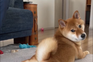 振り向く柴犬の表情がステキだと話題に。「かわちい」「見返り美男」の声