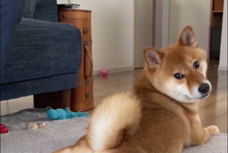 振り向く柴犬の表情がステキだと話題に。「かわちい」「見返り美男」の声