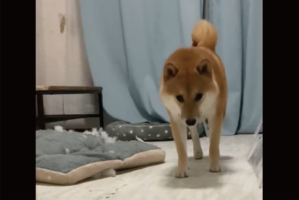 イタズラがバレて気まずい？重い足取りで飼い主さんのもとに向かう柴犬の姿が話題に