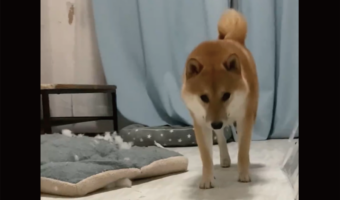 イタズラがバレて気まずい?重い足取りで飼い主さんのもとに向かう柴犬の姿が話題に