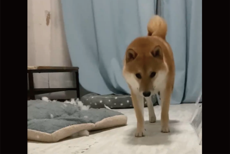イタズラがバレて気まずい？重い足取りで飼い主さんのもとに向かう柴犬の姿が話題に