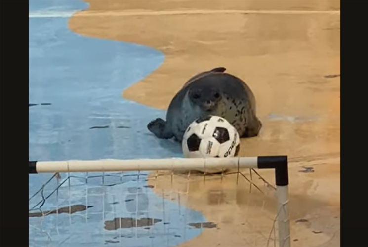 名ストライカーはアザラシ！見事なゴールが炸裂！！