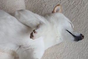 「好きなだけ撮れば」カメラに気付いた柴犬。だけど眠すぎて・・・また寝ちゃいました！！