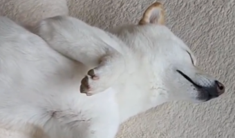 「好きなだけ撮れば」カメラに気付いた柴犬。だけど眠すぎて・・・また寝ちゃいました!!
