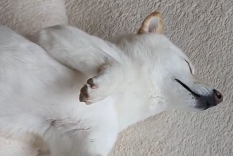 「好きなだけ撮れば」カメラに気付いた柴犬。だけど眠すぎて・・・また寝ちゃいました！！