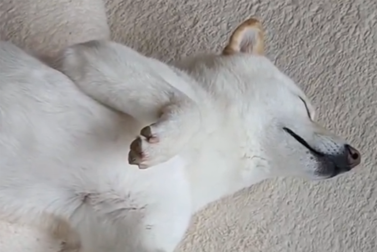 「好きなだけ撮れば」カメラに気付いた柴犬。だけど眠すぎて・・・また寝ちゃいました!!