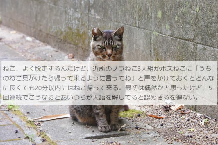 猫は人語を理解している！？そう感じざるを得ないエピソードに驚愕！