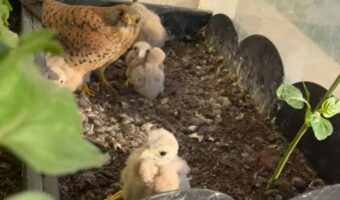 バルコニーのプランターに住み着いたのは意外な家族！？目が合ってお互いにビックリ！？【海外・動画】