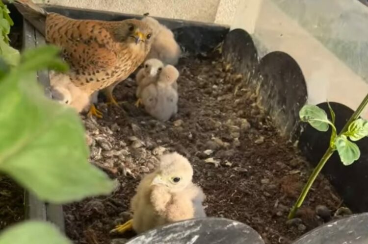 バルコニーのプランターに住み着いたのは意外な家族！？目が合ってお互いにビックリ！？【海外・動画】