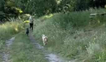 スピードの出しすぎに注意！全力疾走するイヌたちが事故を起こした！？【海外・動画】