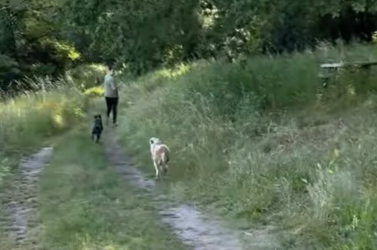 スピードの出しすぎに注意！全力疾走するイヌたちが事故を起こした！？【海外・動画】