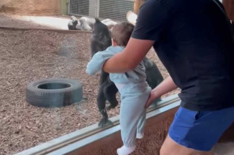 サルは赤ちゃんのことが気になってしかたない！赤ちゃんが目の前からいなくなると・・【海外・動画】