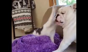 顔を寄せたのがマズかった？容赦ない連続猫パンチを浴びるブルドッグが気の毒すぎる