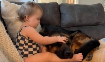 ジャーマンシェパードの至福の時間。大好きな女の子になでなでしてもらいながらお昼寝中！【アメリカ・動画】