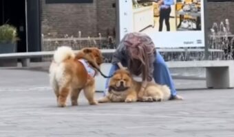 「絶対歩かないもん!」テコでも動こうとしないチャウチャウに飼い主さんお手上げ!【海外・動画】