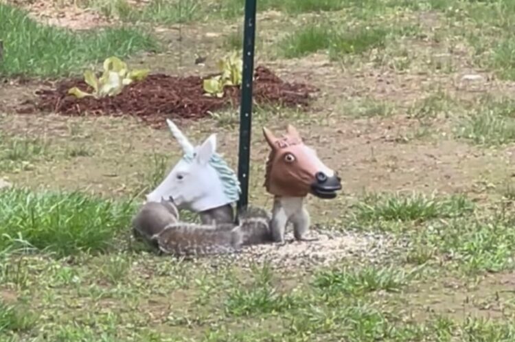 リスが被り物！？そのユニークな見た目に「クール」「クリエイティブ」の声【アメリカ・動画】