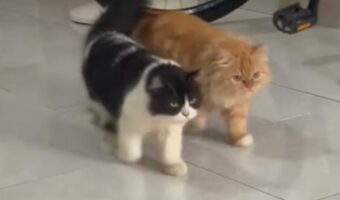 息ピッタシ！？肩を並べたネコたちの足取りが完全にシンクロしてる！！【海外・動画】